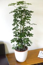 Gardenmarketplace Kamerplanten Schefflera arboricola Nora - Vingerplant