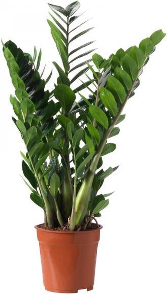Dracaena fragrans 'White Stripes' 115cm