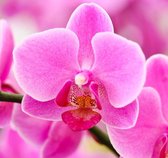 Tuinposter | Tuindoek - Roze bloem
