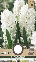 Hyacinth Aiolos White 6 bloembollen