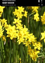 50 x Narcis Baby Moon