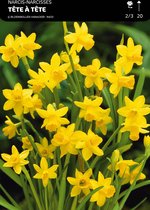 50 x Narcis Tete A Tete - Narcissus