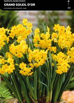 7 x Narcis Grand Soleil D'Or