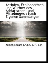 Actinien, Echinodermen Und W Rmer Des Adriatischen- Und Mittelmeers