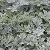 6x Artemisia Stelleriana 'Boughton Silver' - Bijvoet pot 9x9cm. Zilverachtig blad en droogtetolerant