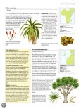 Grote aloe vera plant met dikke, vlezige bladeren. Met rode bloemen en vruchten.