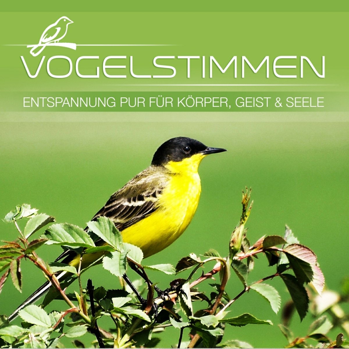 Vogelstimmen - Entspannung Fur Korp