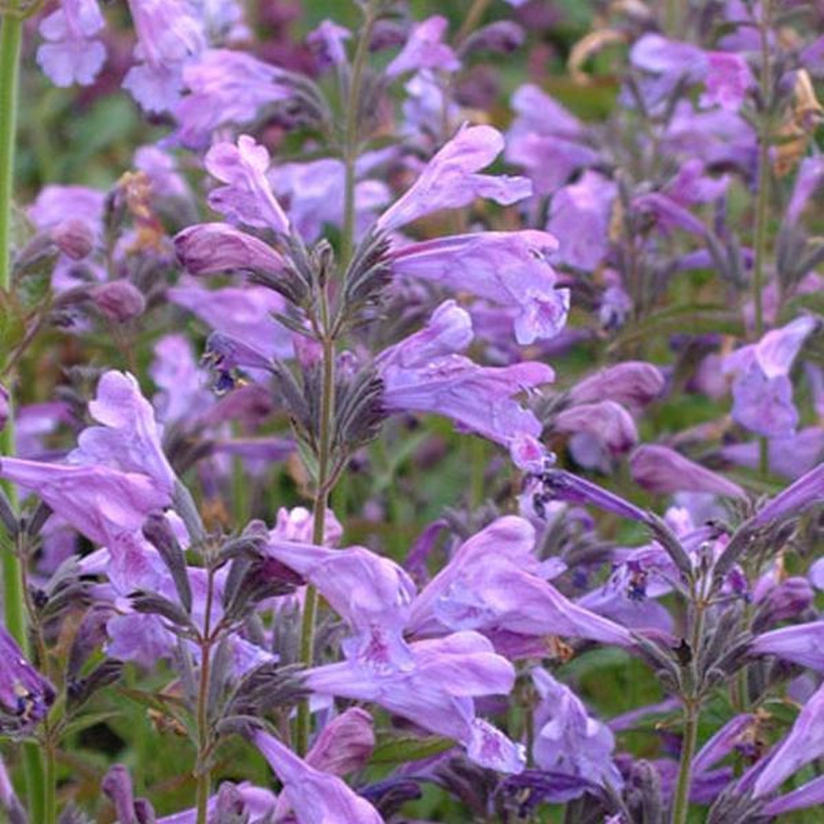 6 x Nepeta Sibirica - Kattekruid pot 9x9cm