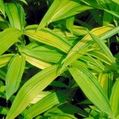 Pleioblastus Auricomus - Bamboe 25-30cm in pot