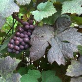 Vitis vinifera 'Purpurea' - Sierdruif, 60-80 cm in pot: Wijnstok met decoratieve paarse bladeren.