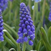 Muscari latifolium