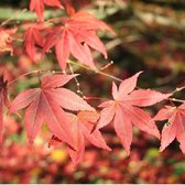 Acer Palmatum 'Atropurpureum' - Rode Japanse esdoorn 50-60 cm pot - Atropurpureum Japanse Esdoorn voor Kleurrijke Bladeren