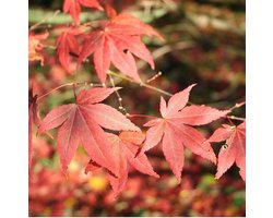 Acer Palmatum 'Atropurpureum' - Rode Japanse esdoorn  50-60 cm pot