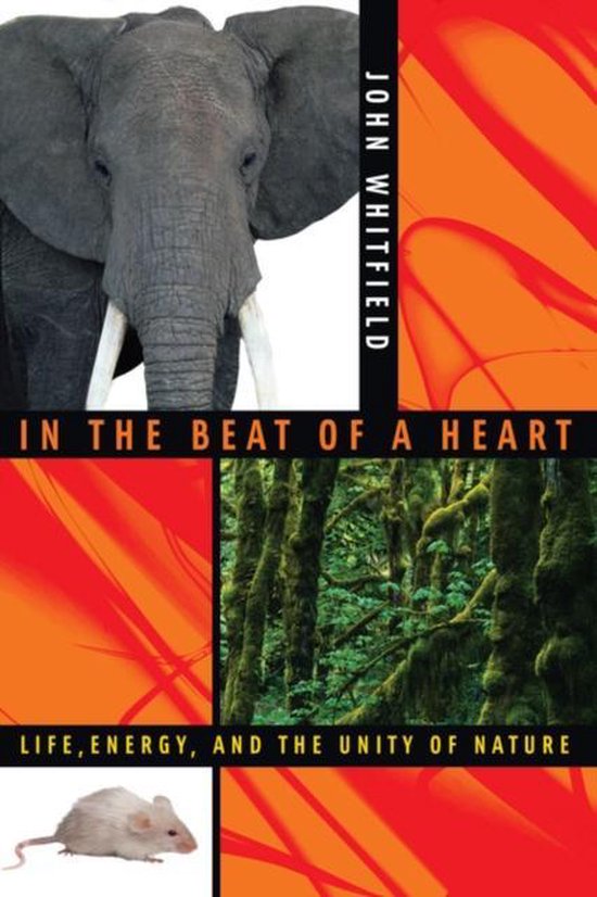 In the Beat of a Heart - cover