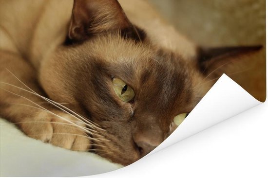 Poster Bruin gekleurde Burmese kat - 60x40 cm
