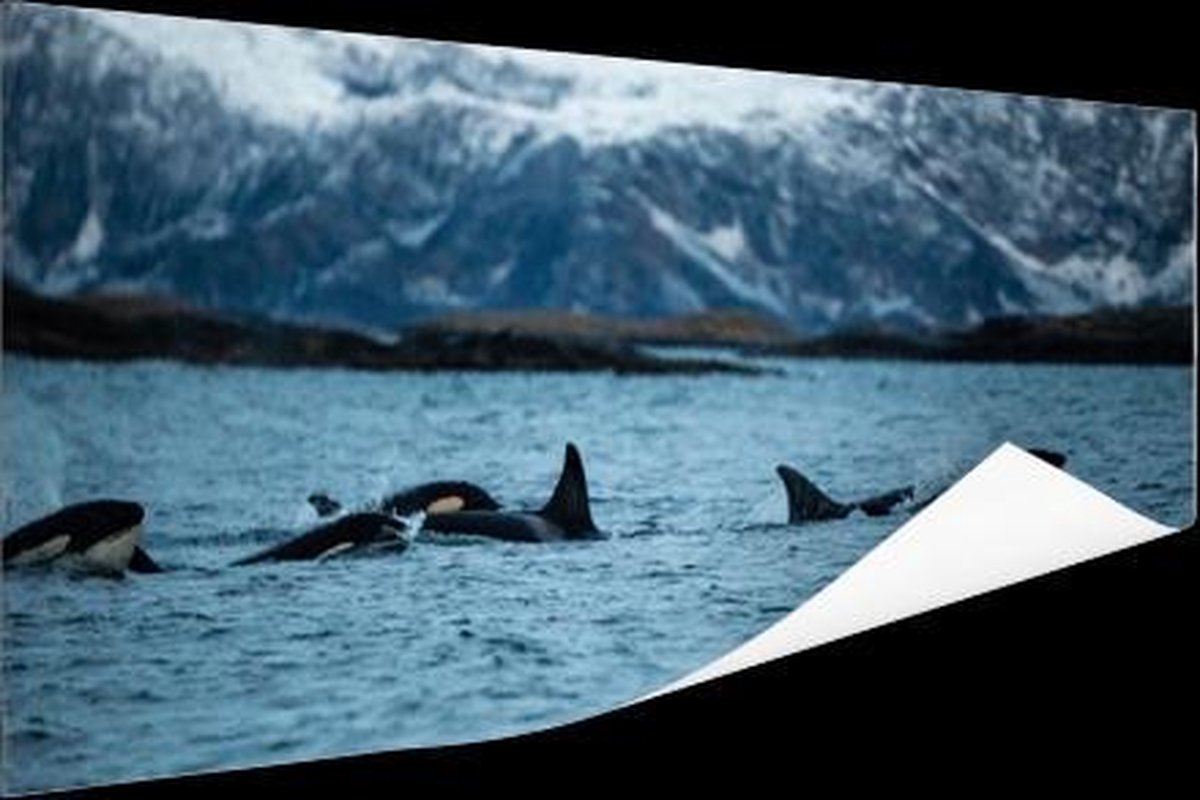 Poster Groep orkas - 160x80 cm