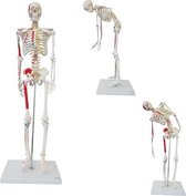 Het menselijk lichaam - anatomie model skelet (85 cm, flexibel, met origo / insertie van spieren)