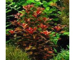 Dennerle Zuid Amerika Aquariumplanten - 10 Planten