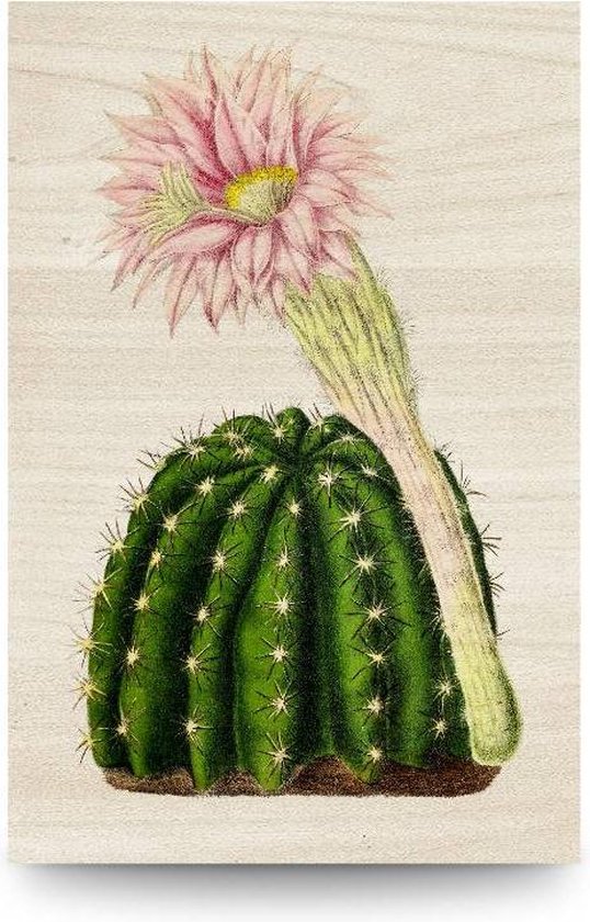 onvergeeflijk Belastingbetaler catalogus Cactus met roze bloem | bol.com