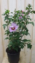 Hibiscus struik Roze 40 cm