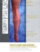 Lower Limb Anatomy, Palpation And Surface Markings