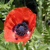 6 x Papaver Orientale'Marcus Perry' - Oosterse Klaproos pot 9x9cm