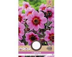 Florex Dahlia Mignon Happy Single Wink Rose