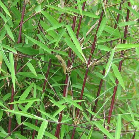 Plant in a box - fargesia nitida 'gansu' - set de 2 - bambou plante  exterieur rustique non traçant - pot 17cm - hauteur 50-70cm