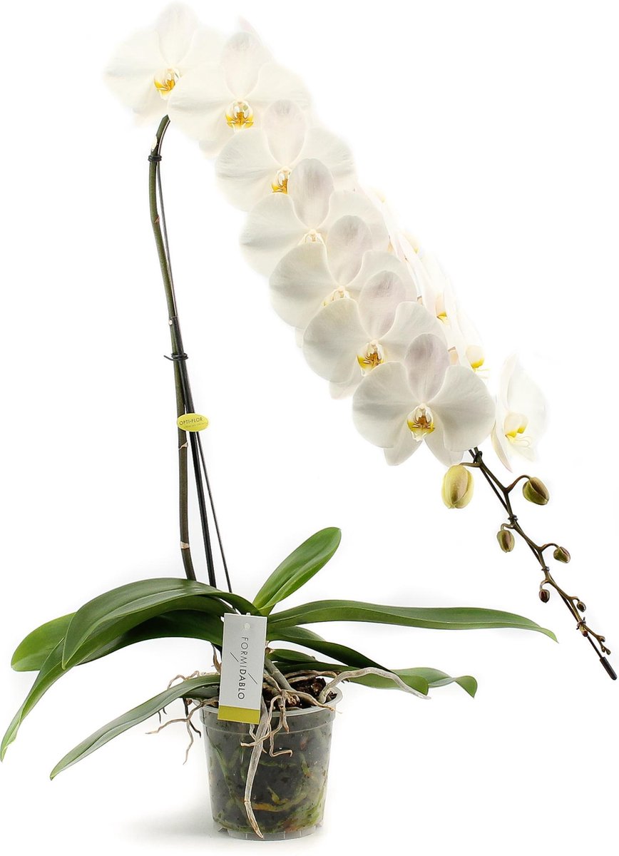Formidablo N°15 Orchidee Cadeau | bol.com