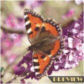DP® Diamond Painting pakket volwassenen - Afbeelding: Vlinder op vlinderbloem - 60 x 60 cm volledige bedekking, vierkante steentjes - 100% Nederlandse productie! - Cat.: Dieren - Vlinders & i