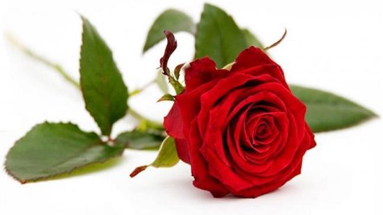Airco Barry Kan weerstaan Rode roos | bol.com