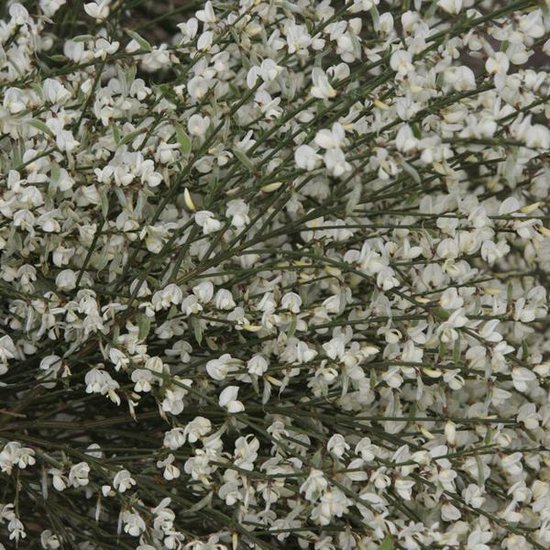 Cytisus Praecox 'Albus' - Genêt précoce 'Albus' 40-60 cm pot | bol.com