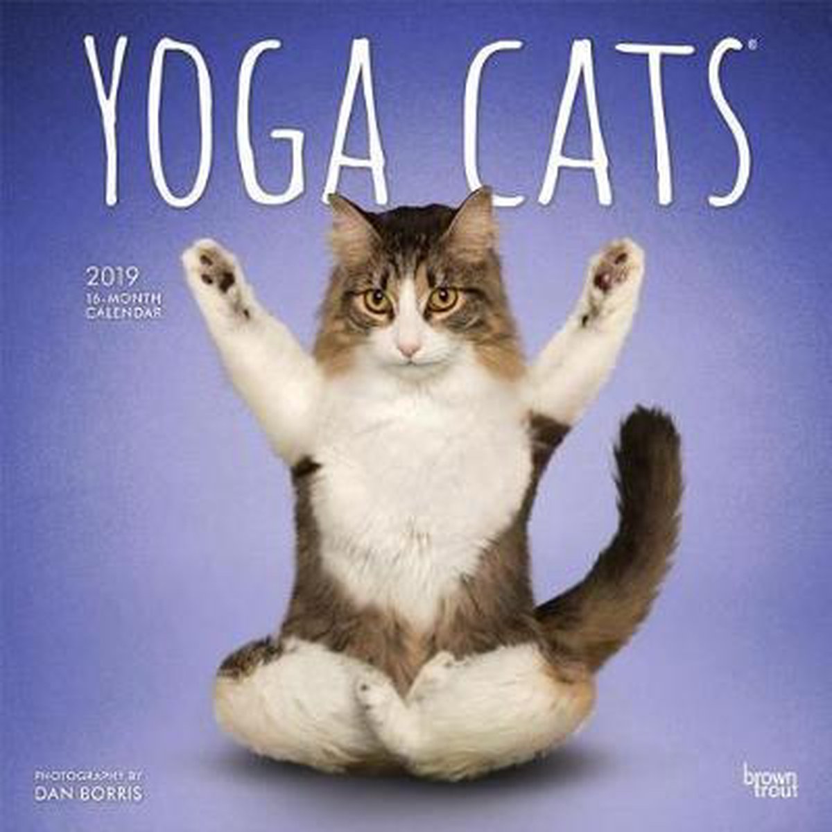 Yoga Cats Kalender 2019 - Inc Browntrout Publishers