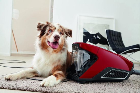 Tol Overleving Sinds Miele Blizzard CX1 Cat & Dog PowerLine - Stofzuiger zonder zak - Herfstrood  | bol.com