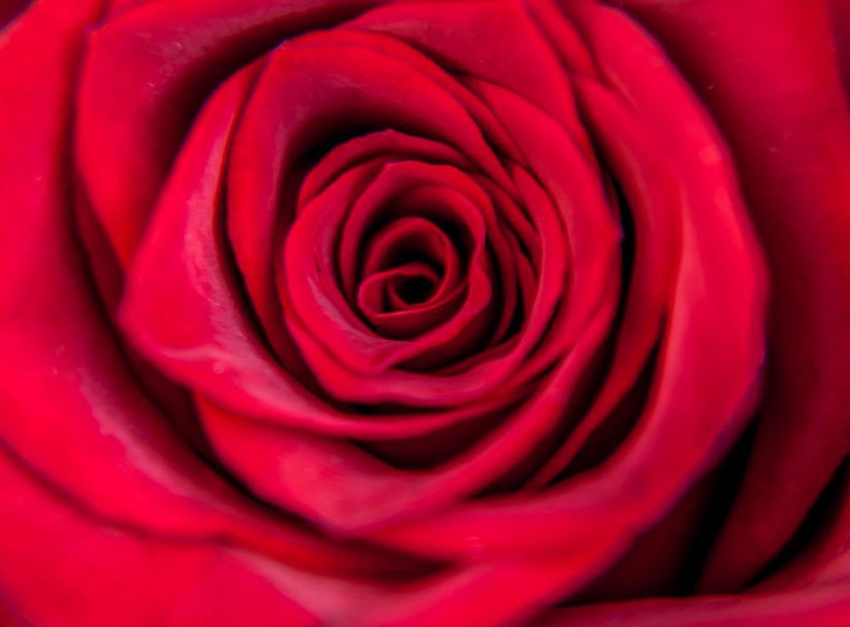 Foto op Canvas, Roses are Red (120x90cm)