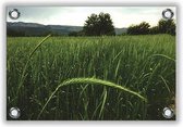 Tuinposter Riet Landschap 60x40cm- Foto op Tuinposter (wanddecoratie voor buiten en binnen)