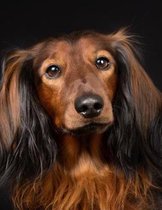 Long-haired Dachshund Notebook