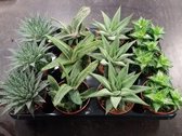 Aloë haworthia mix vetplanten 8.5 cm x12