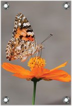 Tuinposter –Vlinder op Oranje Bloem – 40x60cm Foto op Tuinposter (wanddecoratie voor buiten en binnen)