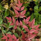 4 x Nandina domestica Obsessed - Hemelse bamboe in C2 pot met hoogte 10-20cm