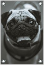 Tuinposter –Pug in het Zwart-Wit – 40x60cm Foto op Tuinposter (wanddecoratie voor buiten en binnen)