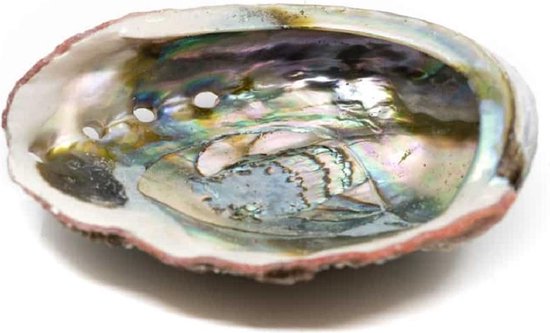 Abalone Schelp – Groot – 90 tot 100 mm
