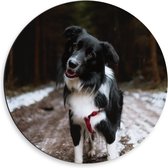 Dibond Wandcirkel - Zwart/Witte Bordercollie Hond op  Bospad met Sneeuw - 50x50cm Foto op Aluminium Wandcirkel (met ophangsysteem)