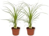 2x Kamerplant Nolina Recurvata – Olifantspoot - ± 25cm hoog – 12 cm diameter