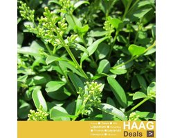 Blauwe bosbes - Vaccinium corymbosum ‘Denise Blue' 30-40 cm
