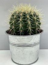 Cactus24 - Echinocactus - 12 Cm - Ø 10.5 - 3 Stuks