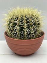 Cactus- Echinocactus Grusonii- 17cmØ- ±17cm hoog- schoonmoedersstoel