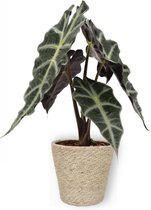 Kamerplant Alocasia Polly - Skeletplant - ± 30cm hoog – 12cm diameter - in beige mand