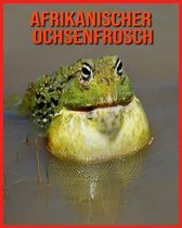 Afrikanischer Ochsenfrosch