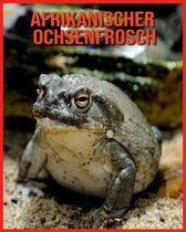 Afrikanischer Ochsenfrosch